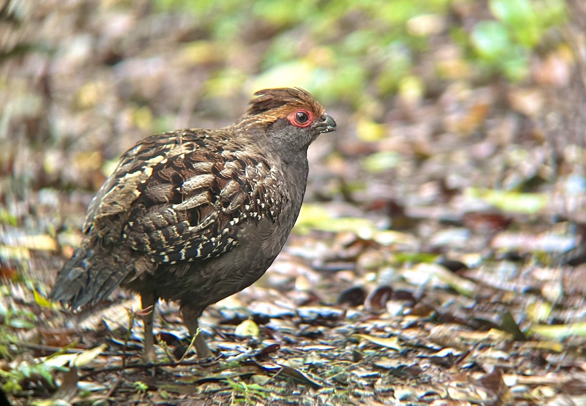 ジャネイロウズラ - ML645460434