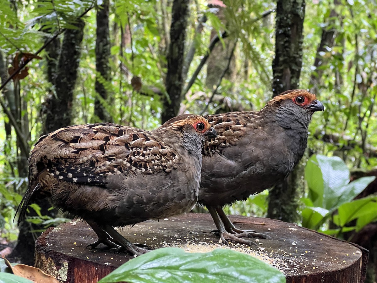 ジャネイロウズラ - ML645460435