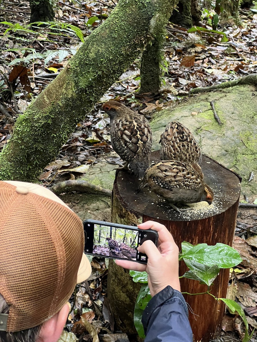 ジャネイロウズラ - ML645460436