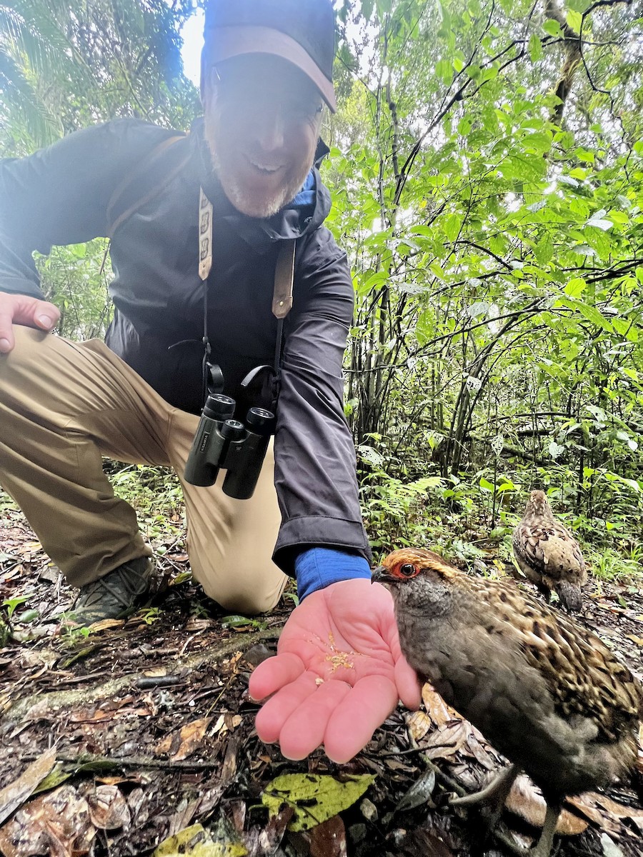 ジャネイロウズラ - ML645460437