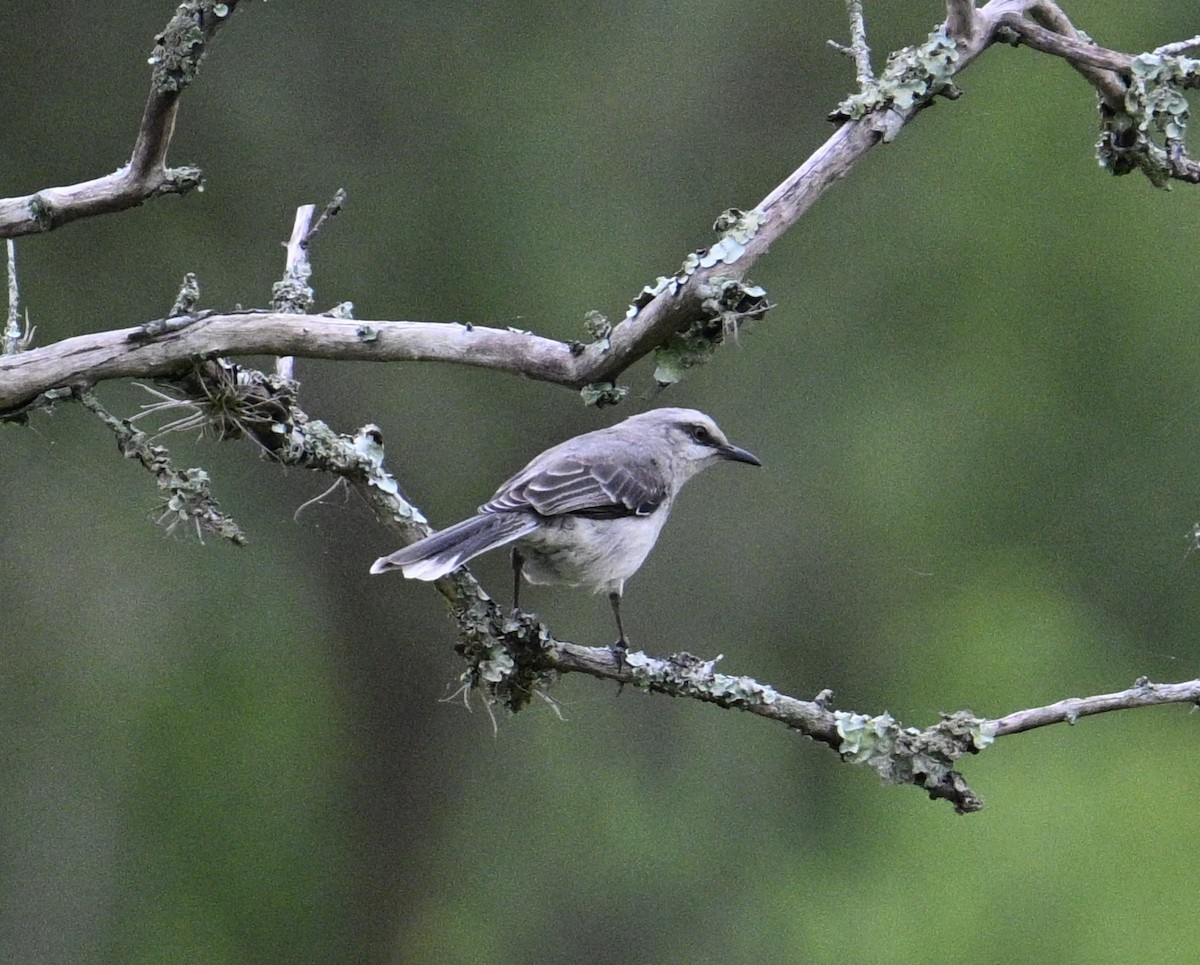 フナシマネシツグミ - ML645460438