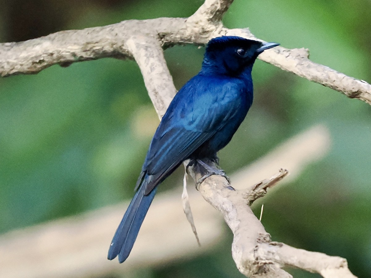 テリヒラハシ - ML645460439