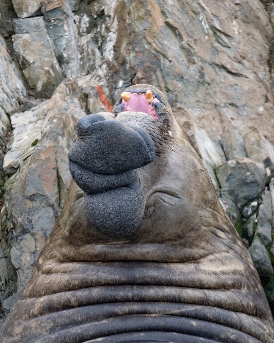 Southern Elephant Seal - ML645460441