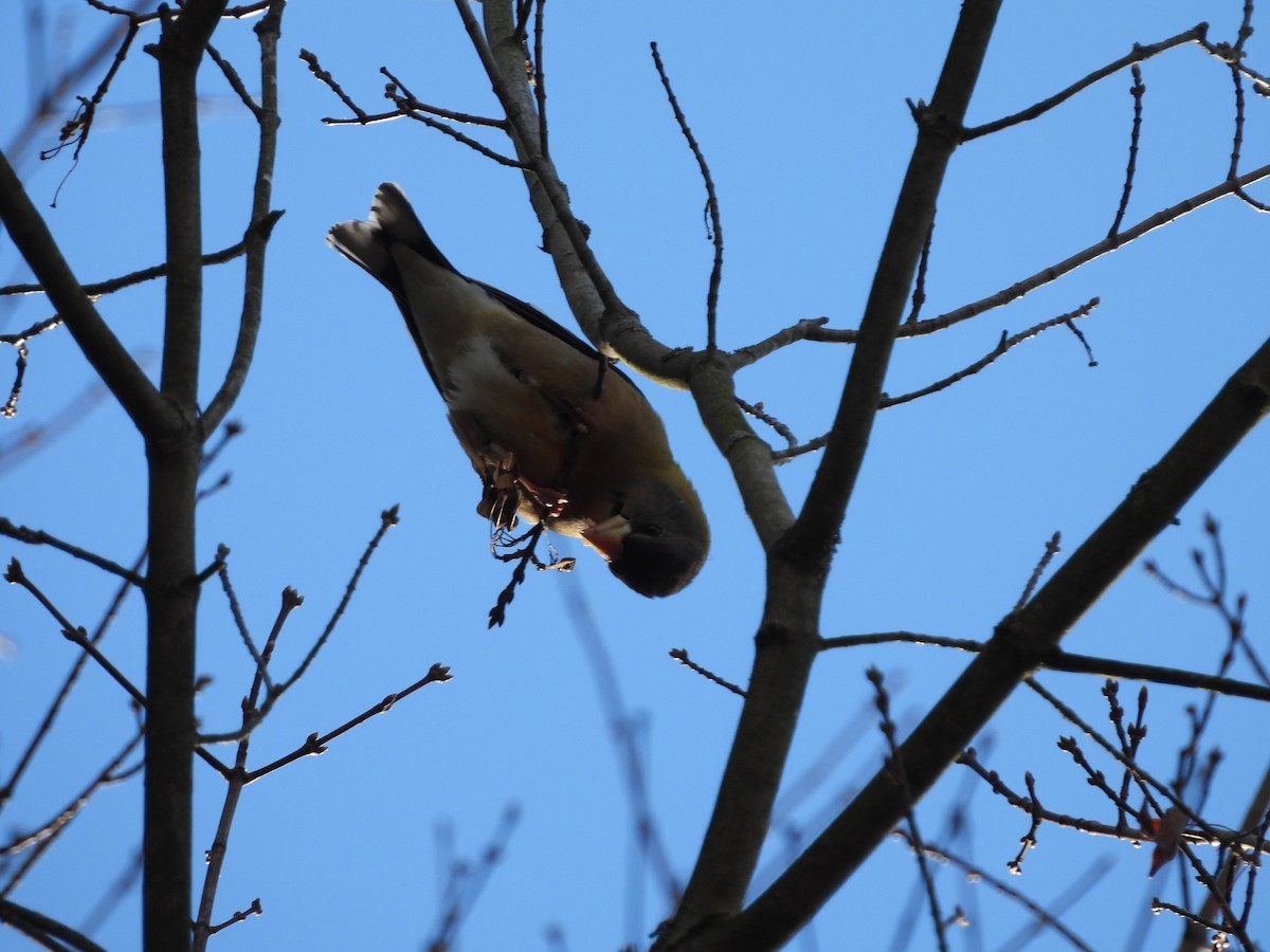 キビタイシメ - ML645460444