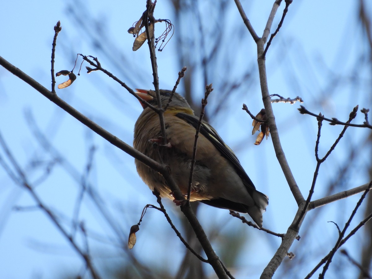 キビタイシメ - ML645460446