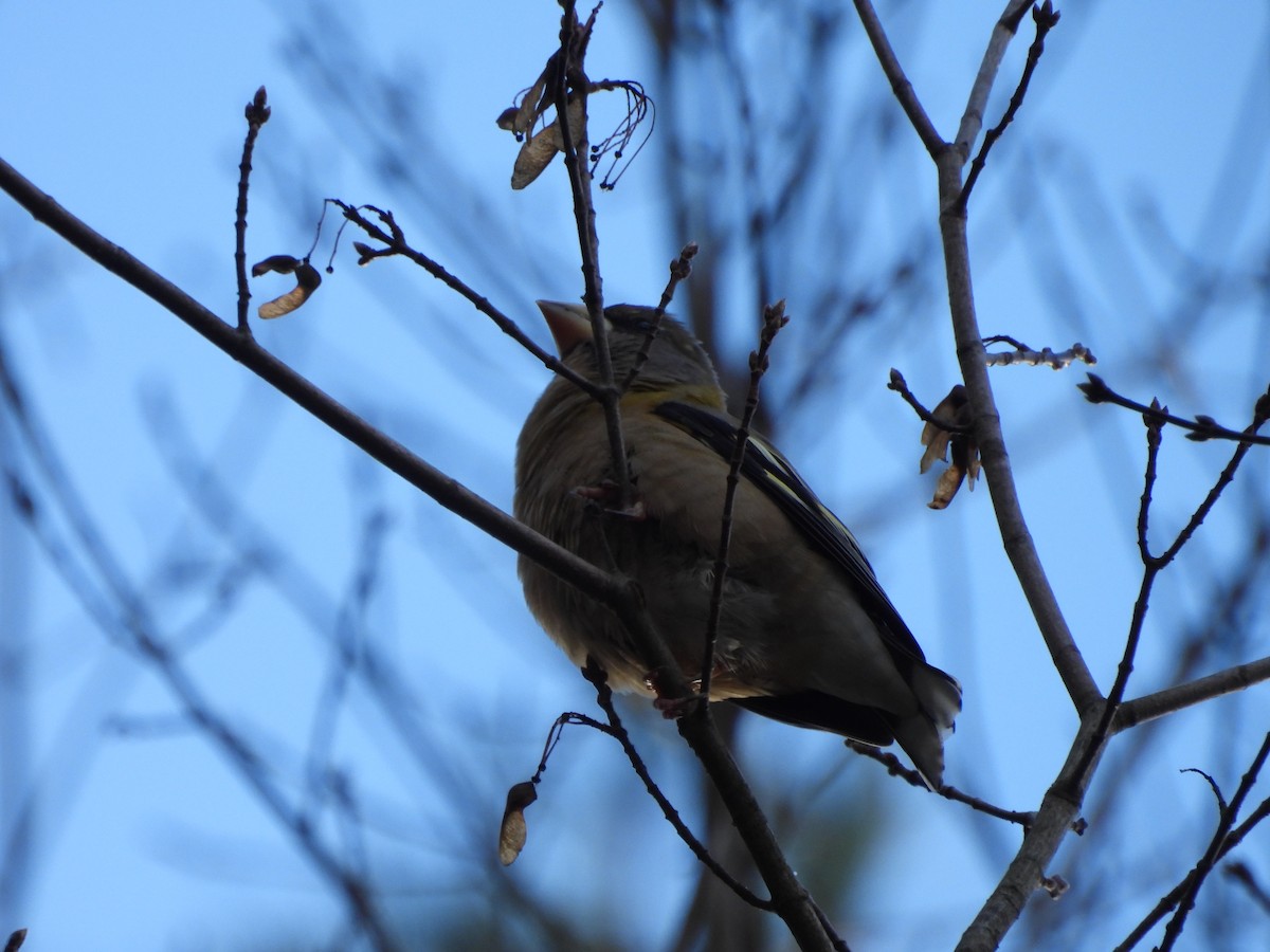 キビタイシメ - ML645460447