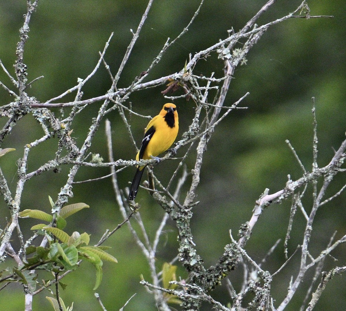 キイロムクドリモドキ - ML645460448