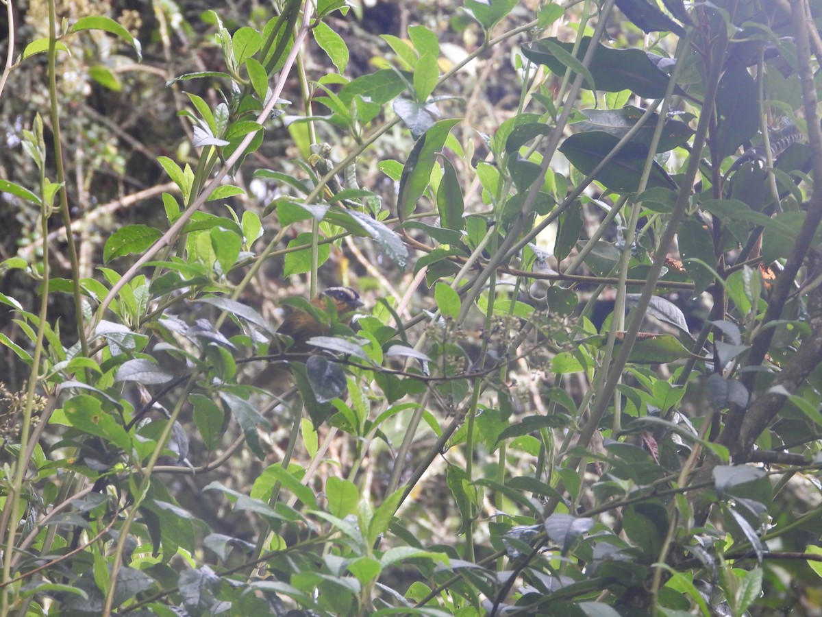 マミジロモリフウキンチョウ - ML645460454