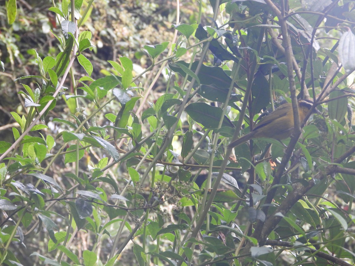 マミジロモリフウキンチョウ - ML645460455