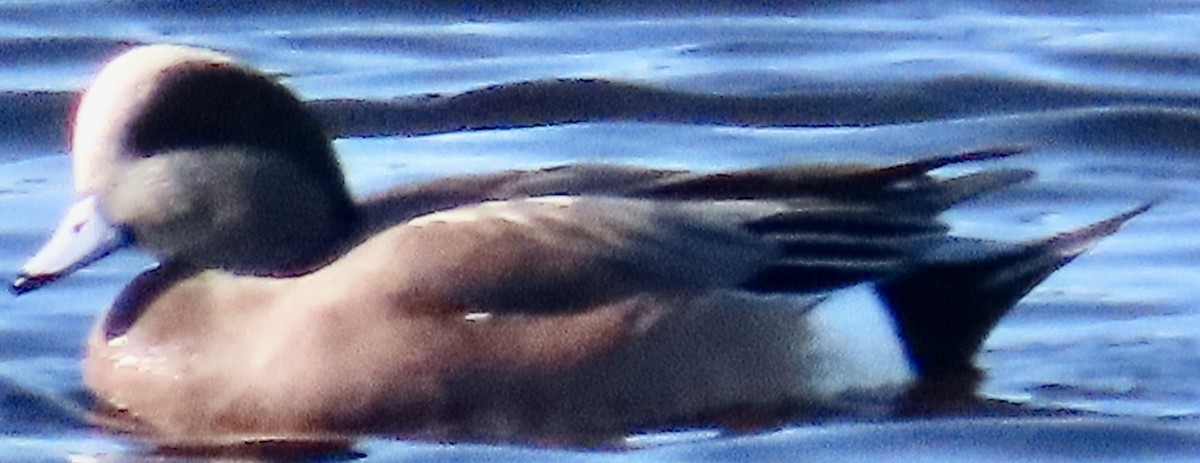 アメリカヒドリ - ML645460458