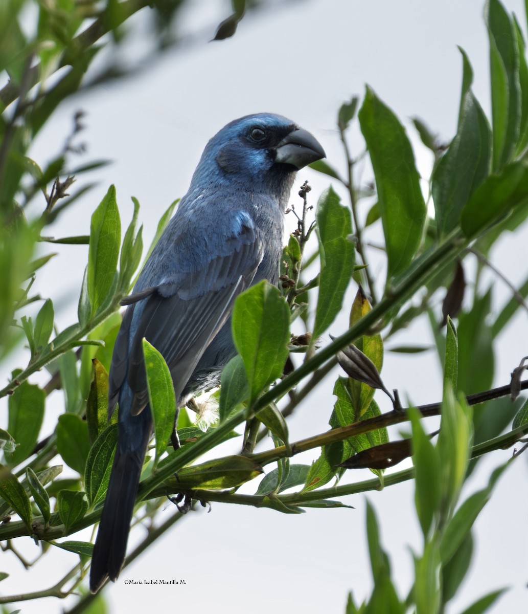 コシアカクロルリノジコ - ML645460459