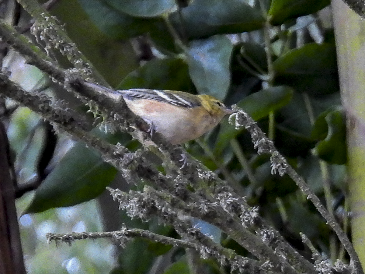 Bay-breasted Warbler - ML645460461