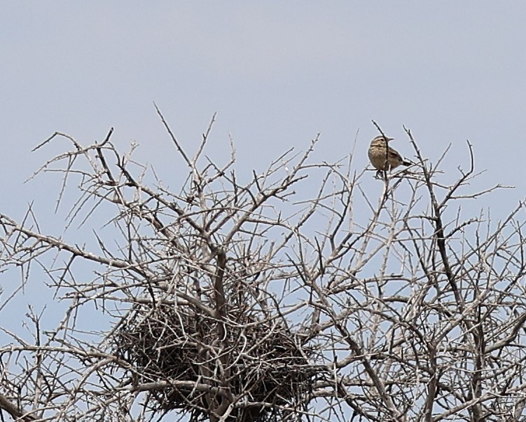 Firewood-gatherer - ML645460462