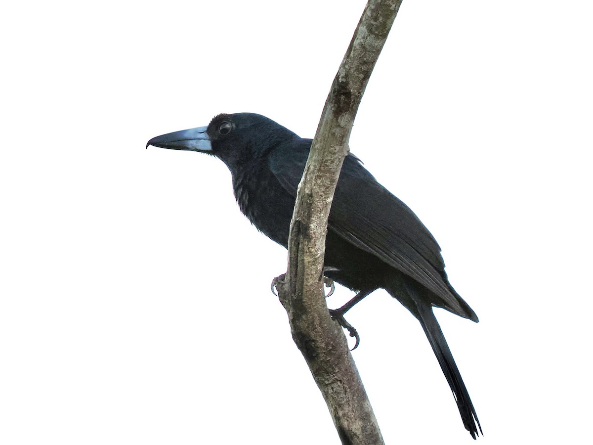Black Butcherbird - ML645460468