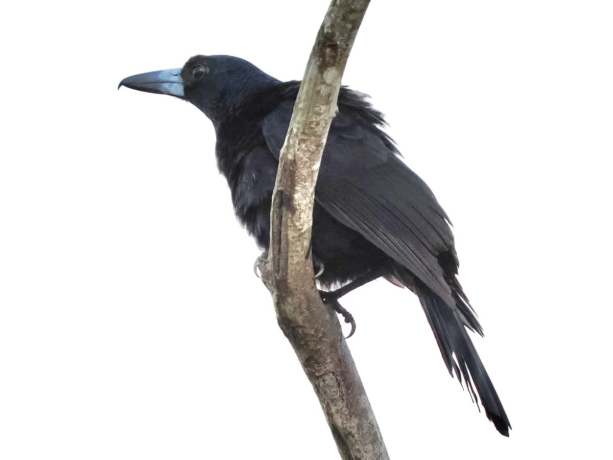 Black Butcherbird - ML645460469