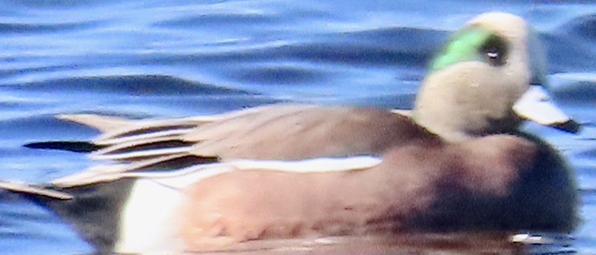 Свищ американський - ML645460471