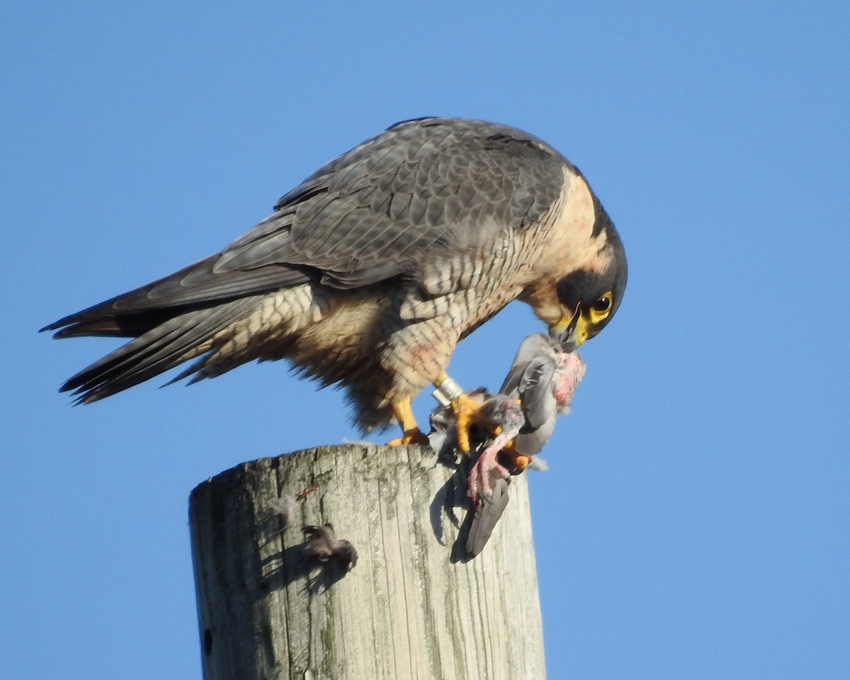 vandrefalk - ML645460480