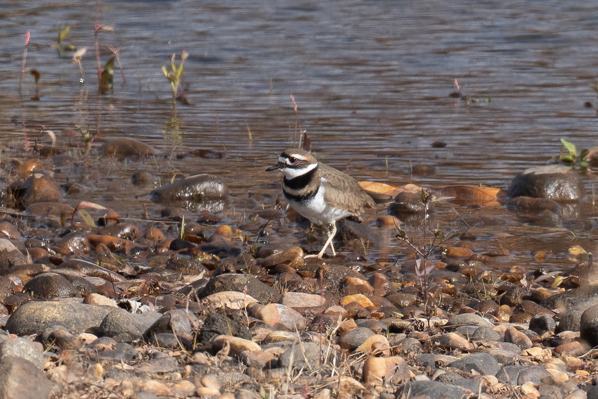 Killdeer - ML645460498
