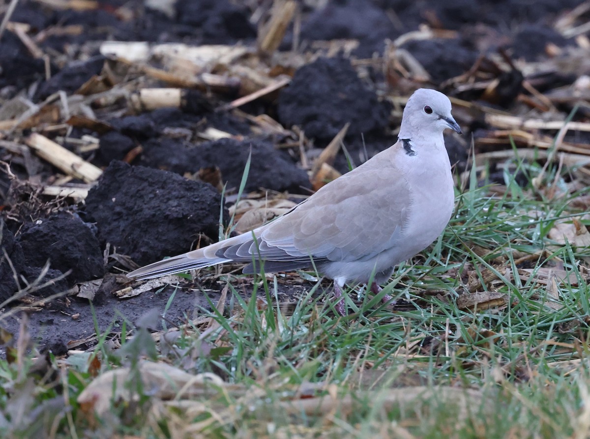 Eurasian Collared-Dove - ML645460504