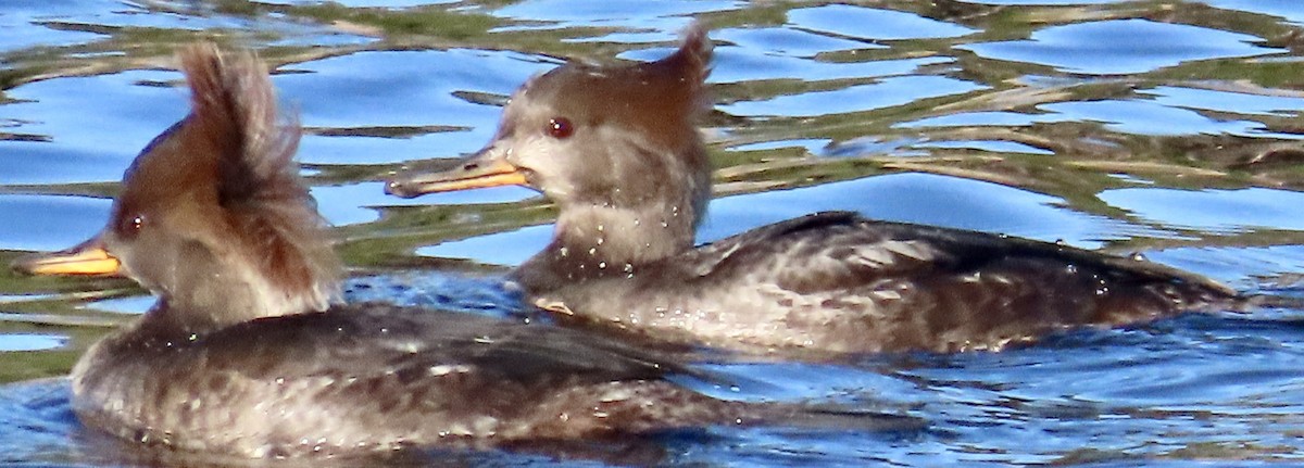 Hooded Merganser - ML645460508