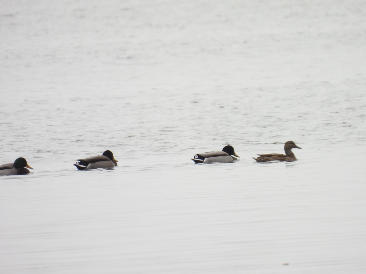 stokkand - ML645460509