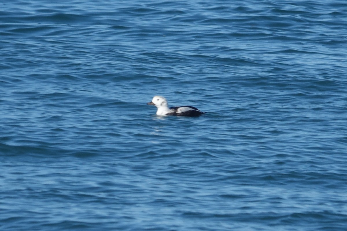 havelle - ML645460510