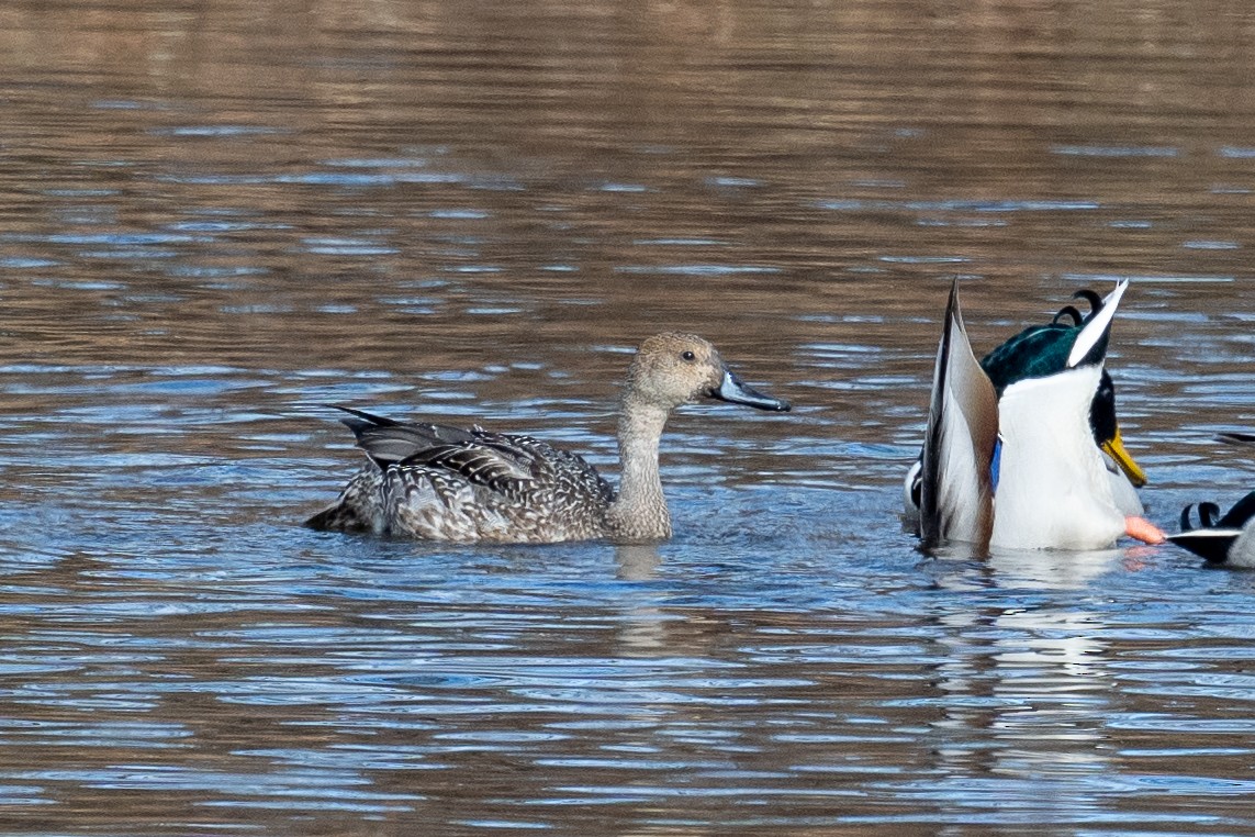 stjertand - ML645460512