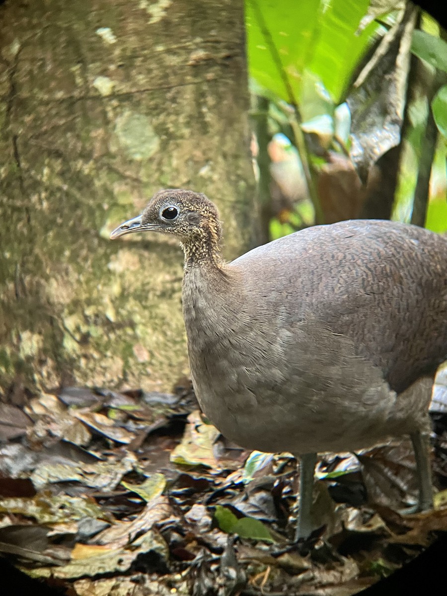 eremittinamu - ML645460513