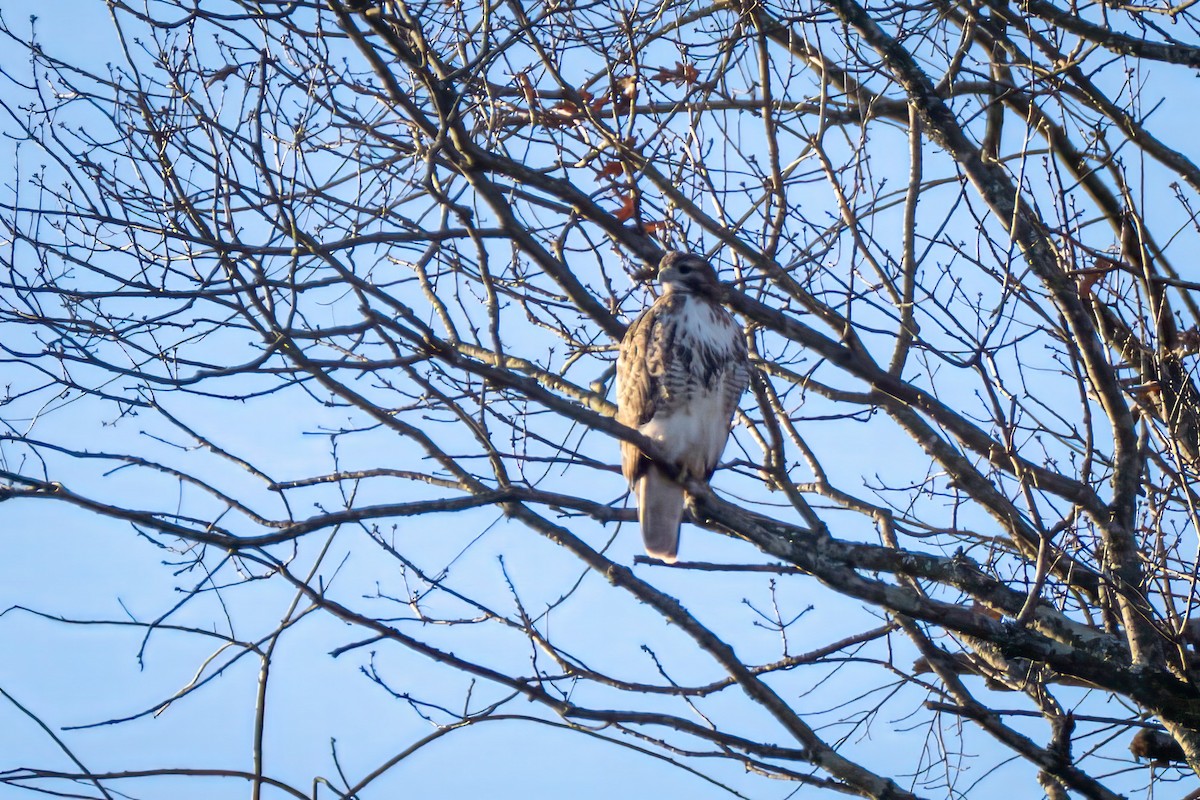 rødstjertvåk - ML645460514