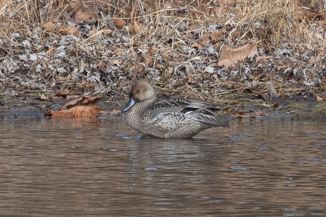 stjertand - ML645460515