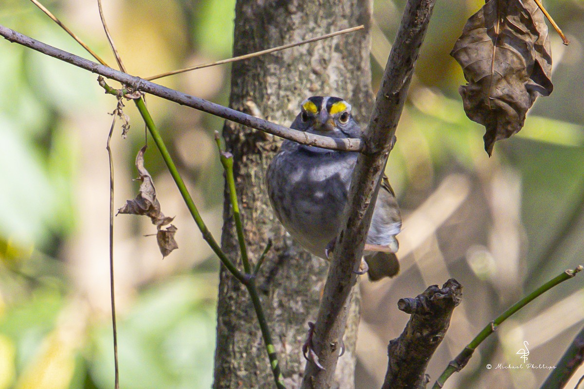 hvitstrupespurv - ML645460516