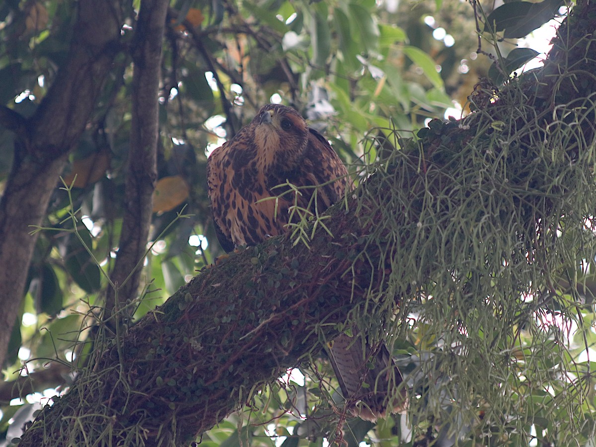 kaktusvåk - ML645460517