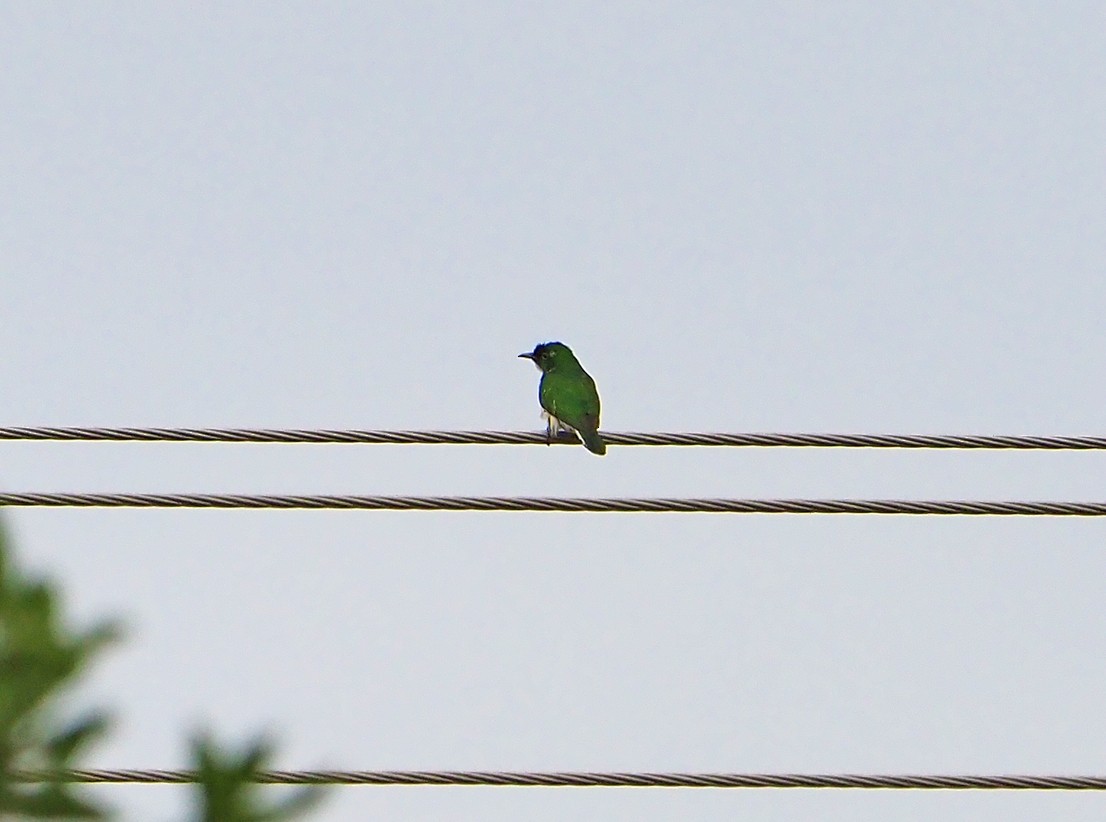 grønngjøk - ML645460518