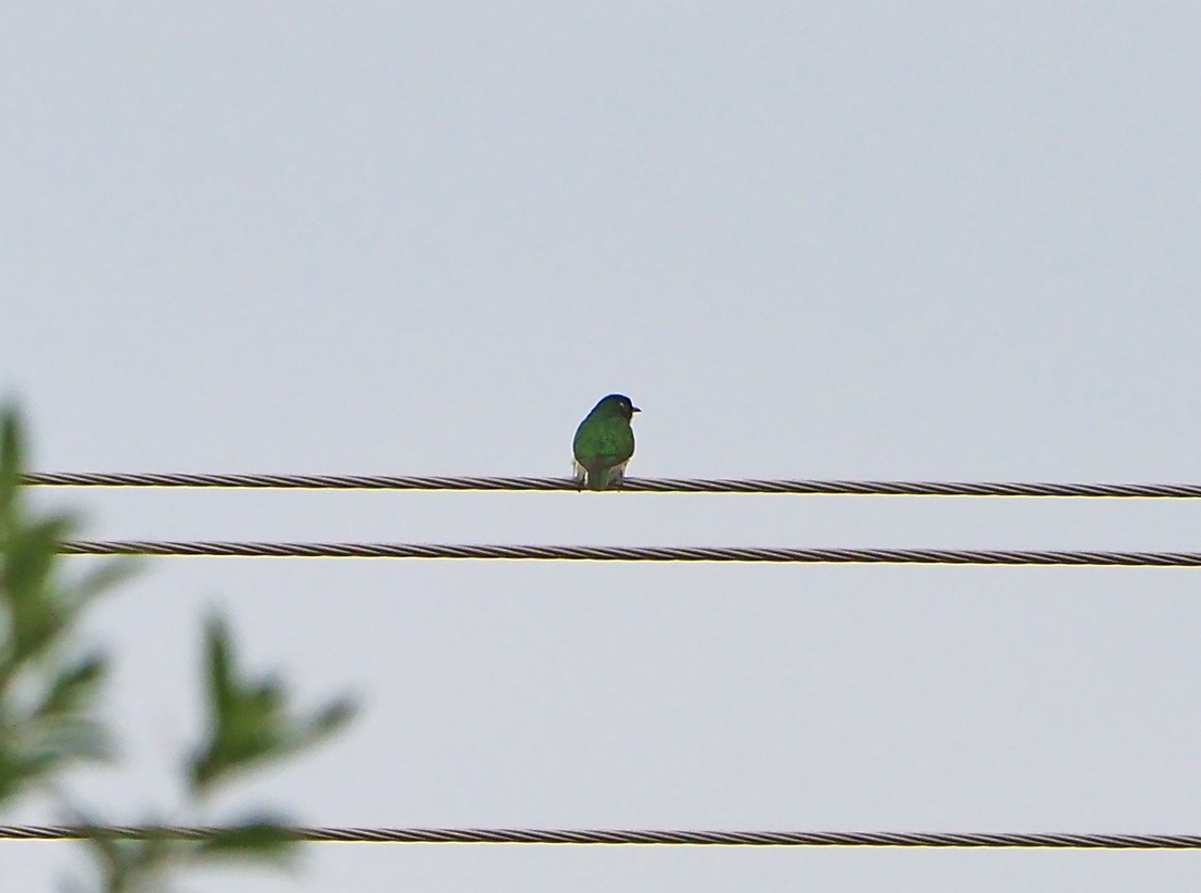 grønngjøk - ML645460519