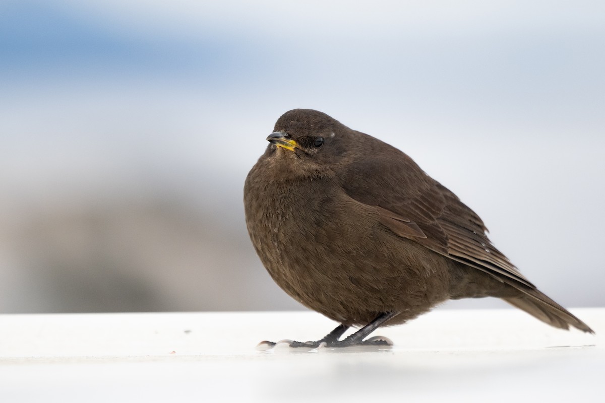 sotbergkall (maculirostris) - ML645460520