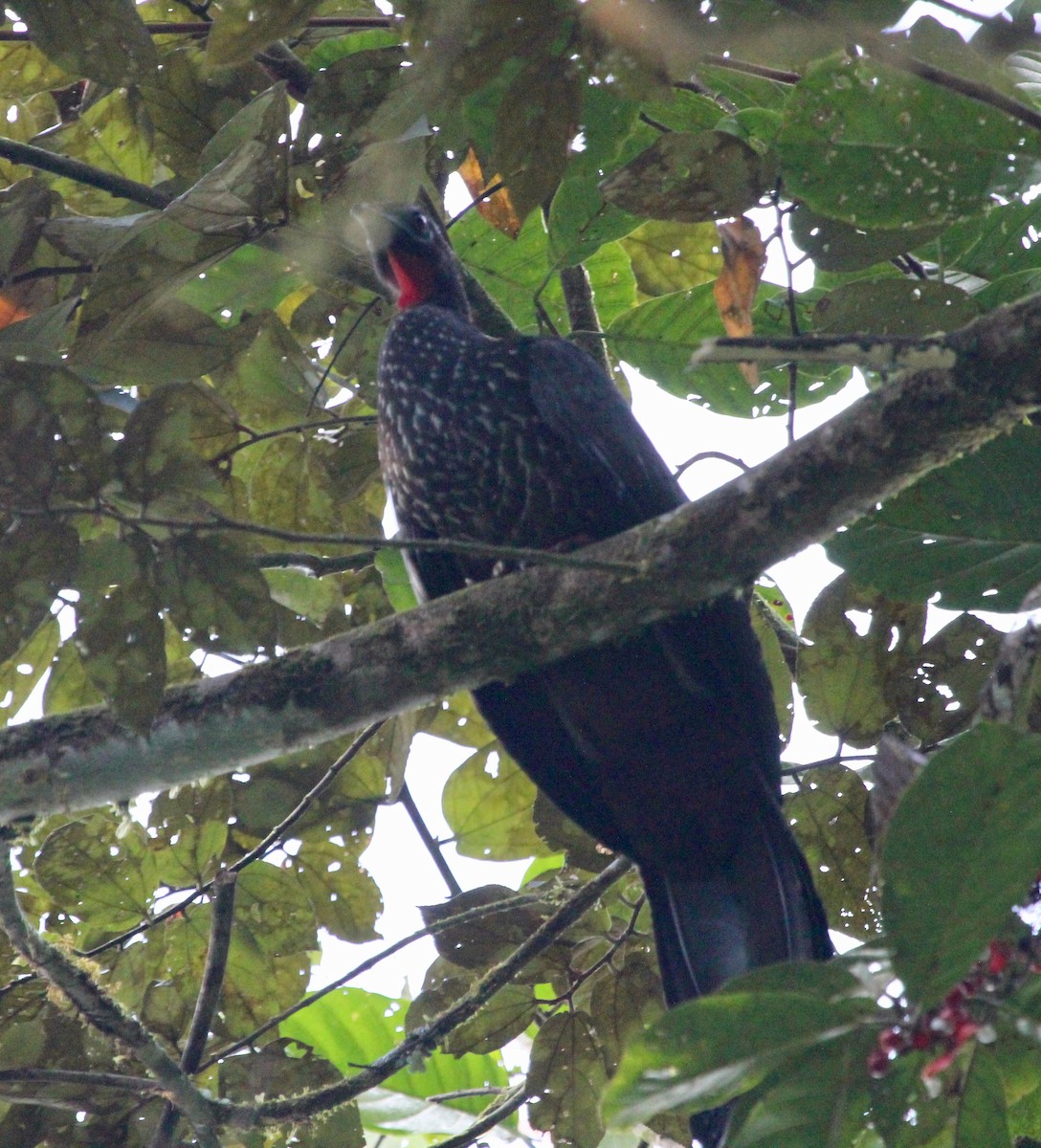 parykkhokko - ML645460522