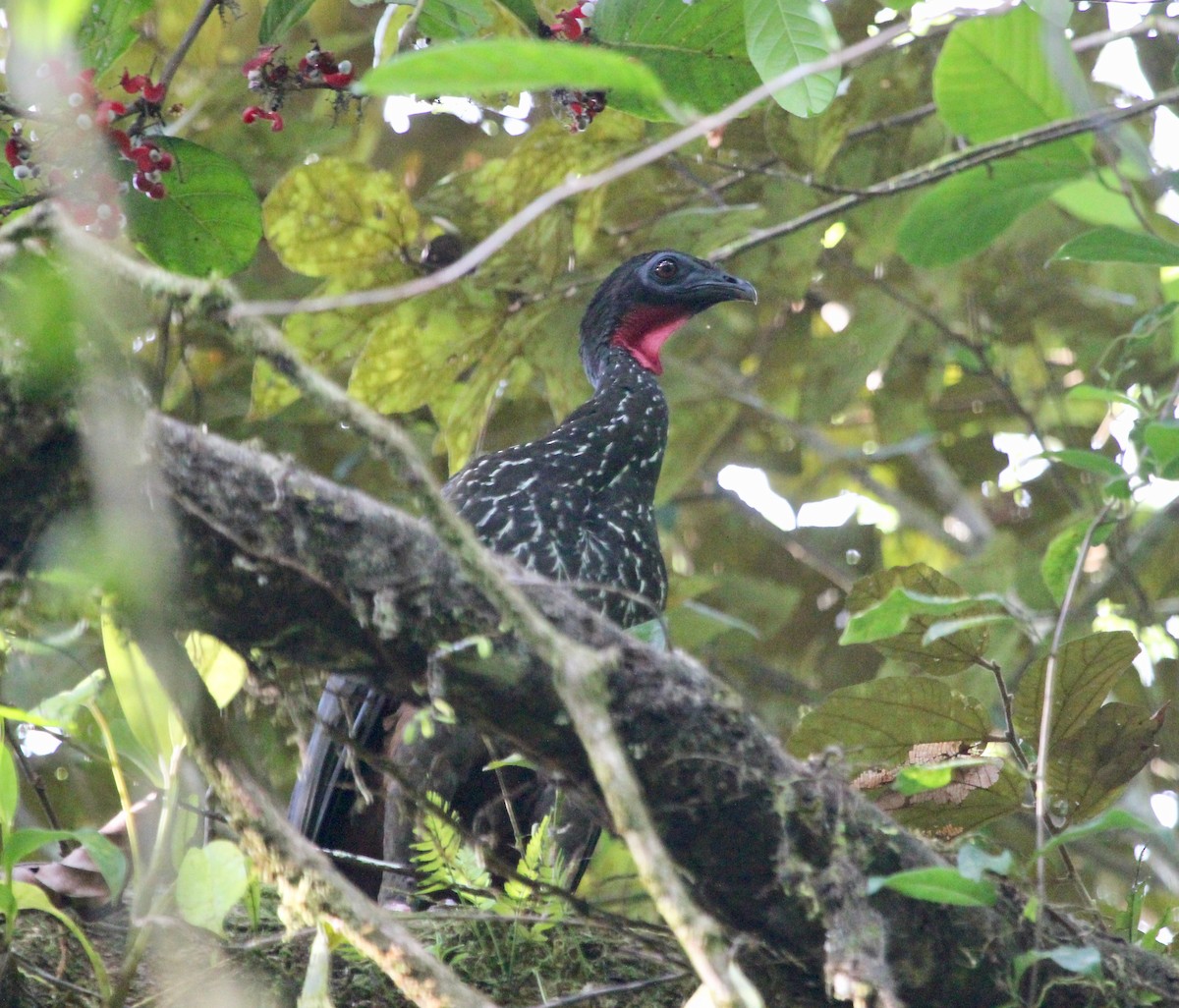 parykkhokko - ML645460524