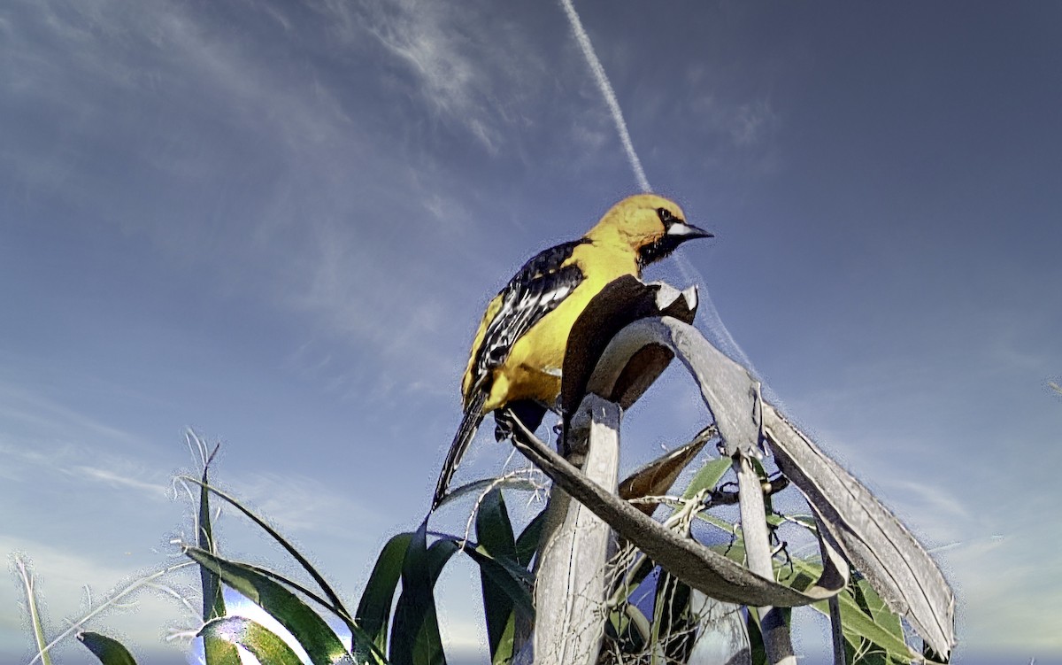 eldoradotrupial - ML645460525