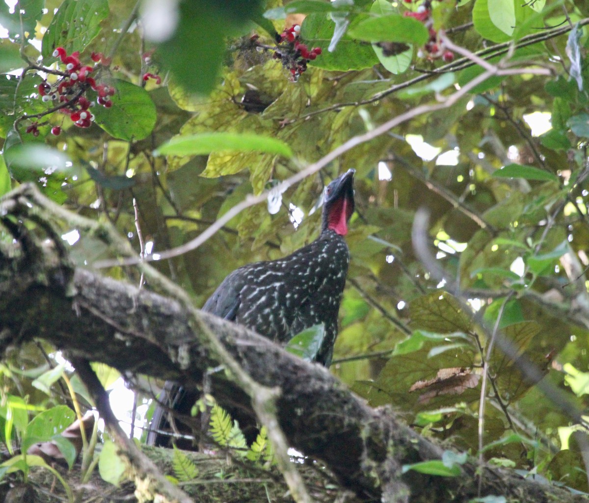 parykkhokko - ML645460526