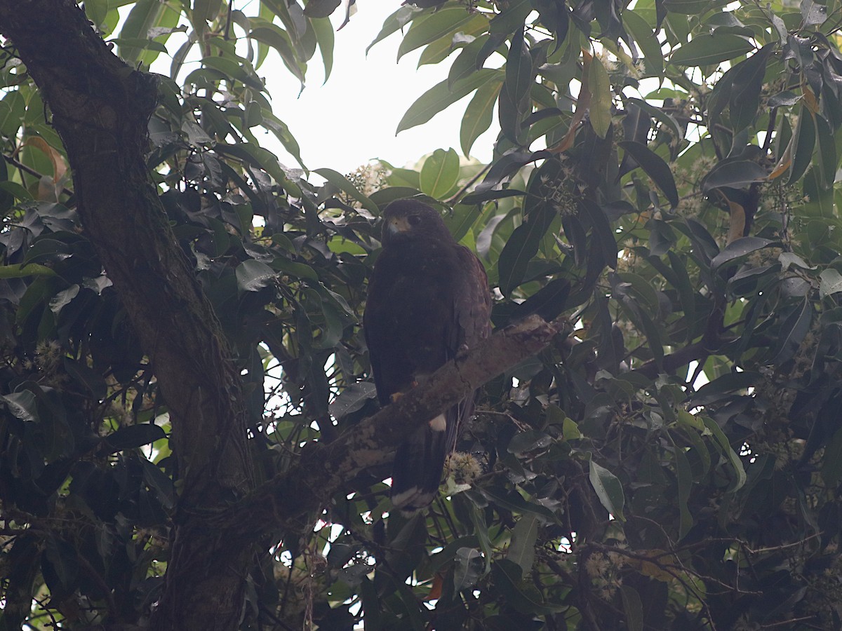 kaktusvåk - ML645460527