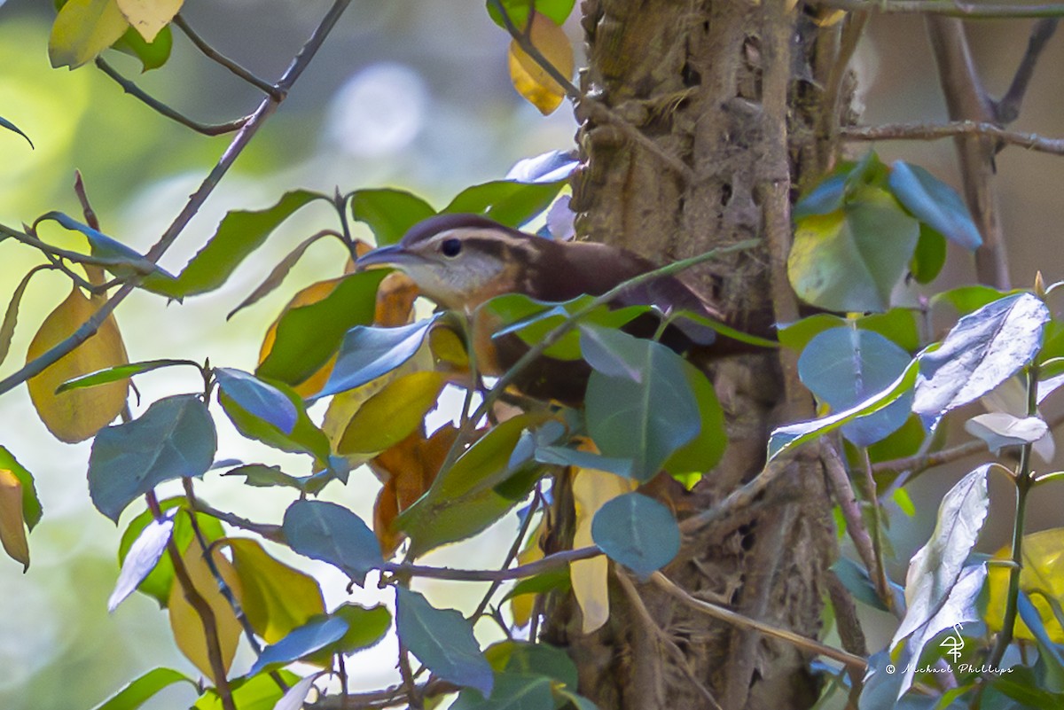 karolinasmett - ML645460528