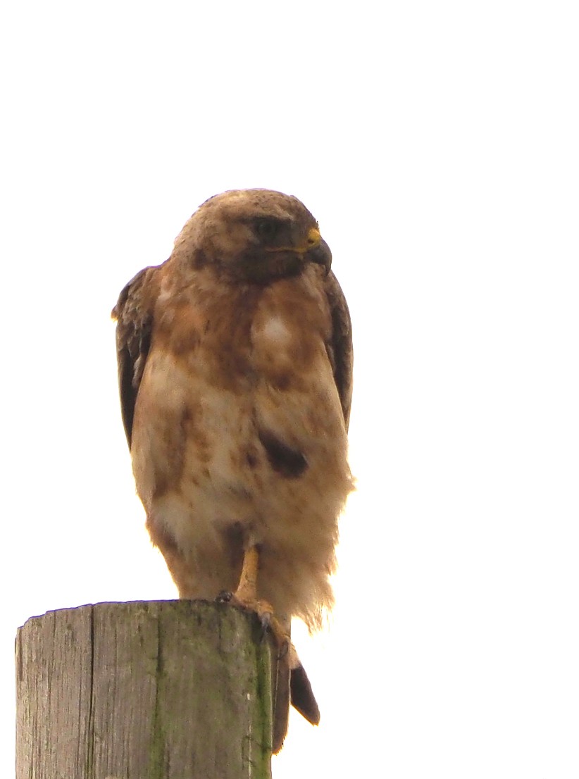 sjakalvåk - ML645460529