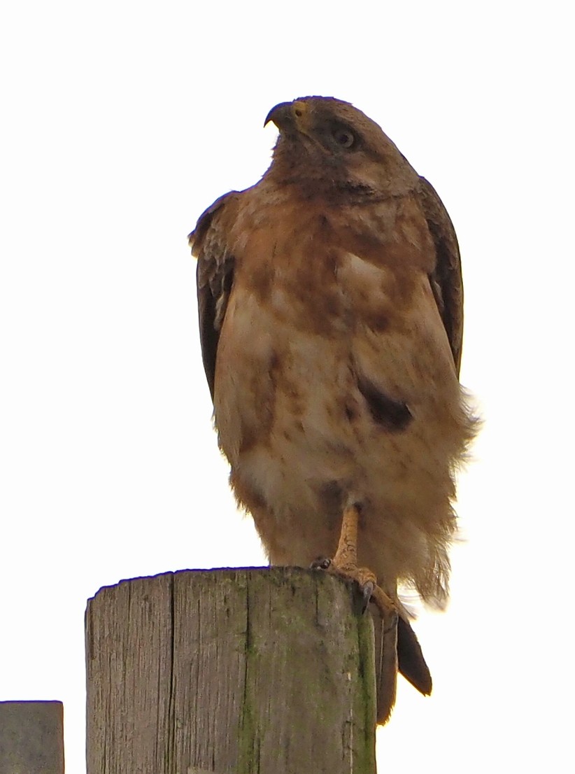 sjakalvåk - ML645460530