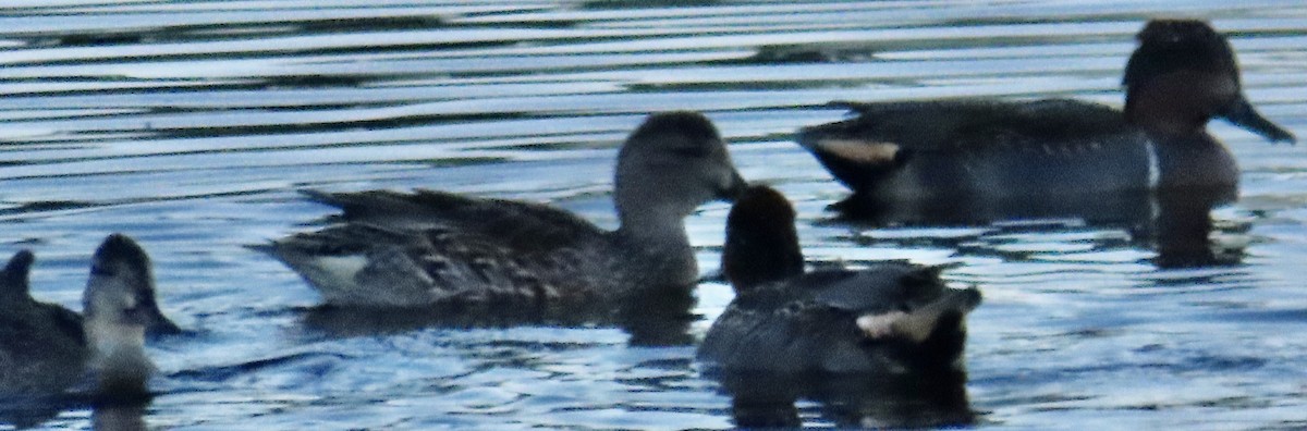 krikkand - ML645460531