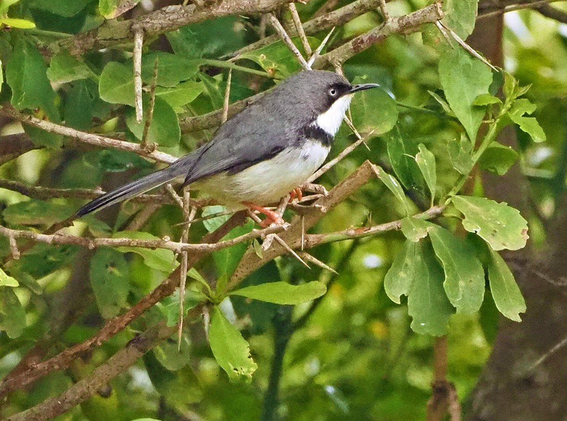 ringapalis - ML645460538