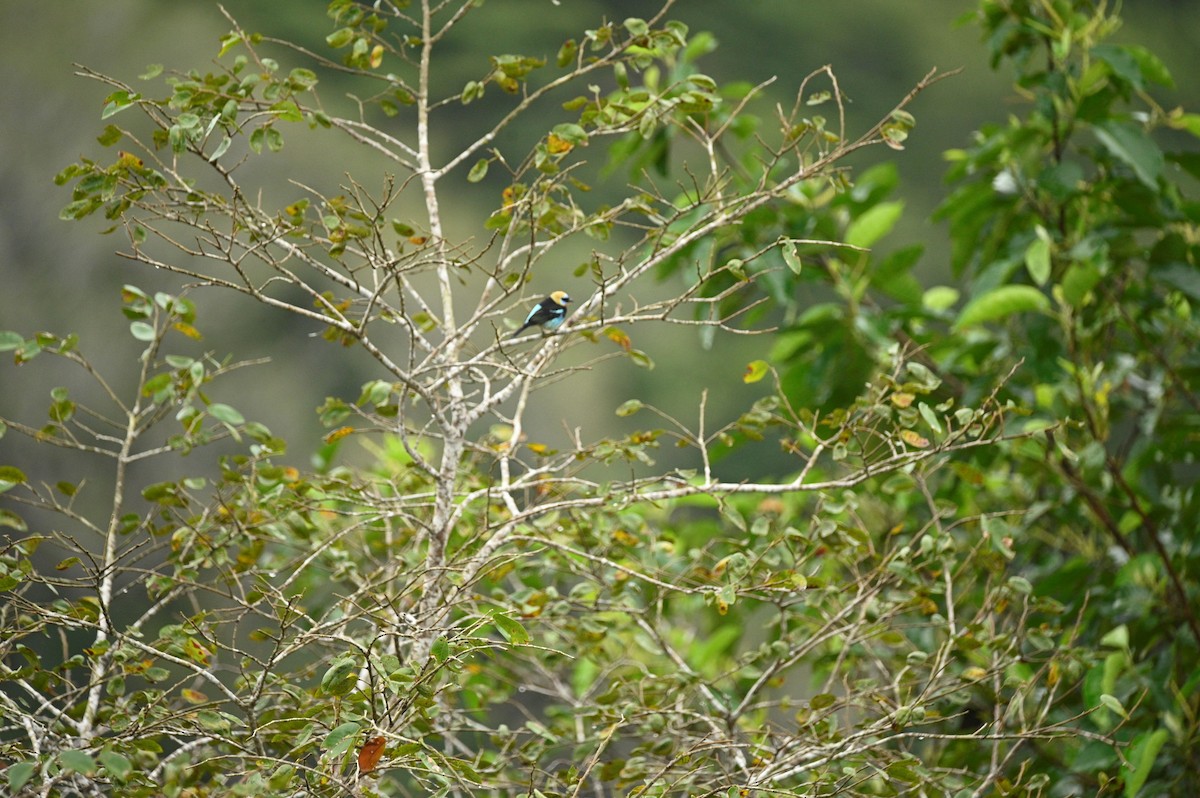 gullhettetanagar - ML645460539