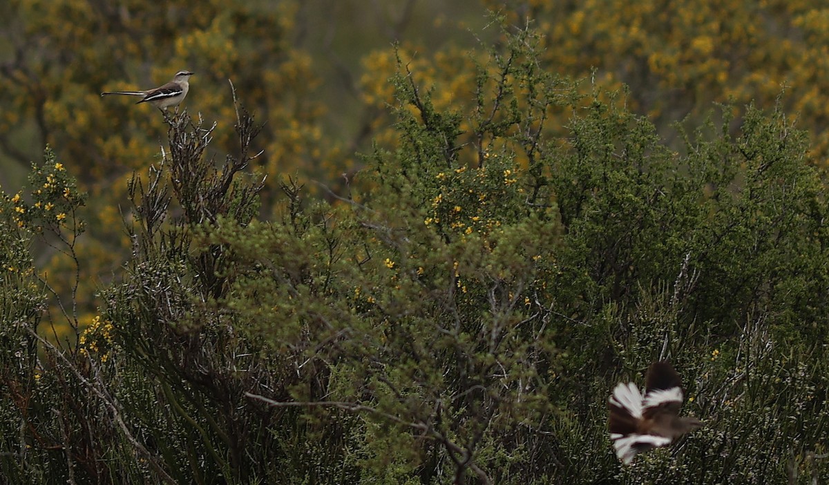 hvitvingespottefugl - ML645460540