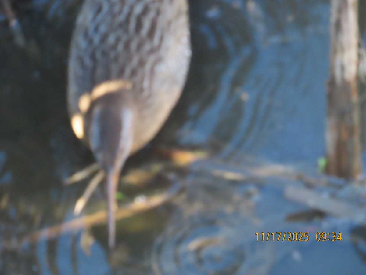 klaprerikse - ML645460542