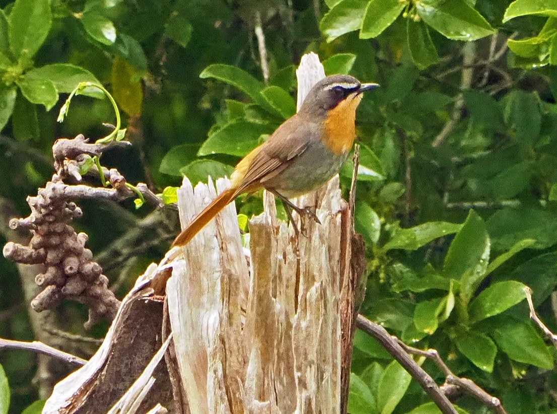 gråflanketrosteskvett - ML645460543