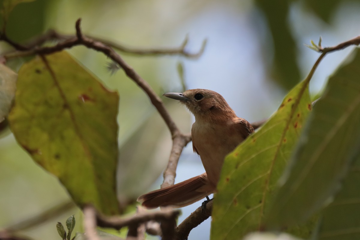 Marquesan Monarch - ML645460544